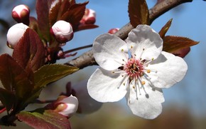 Plum tree blossoms wallpaper