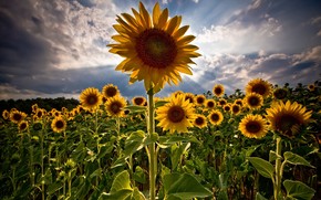Amazing Sunflowers wallpaper