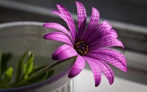 Superb Purple Flower wallpaper