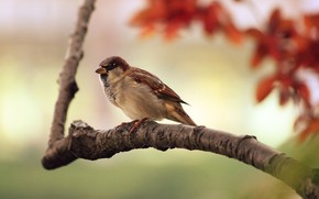 Sparrow Resting wallpaper