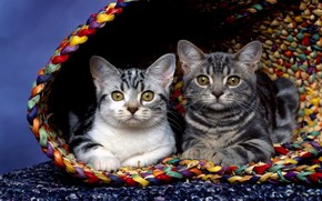 Cats in basket wallpaper