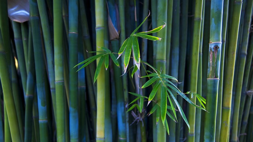 Nice Bamboo Plant wallpaper