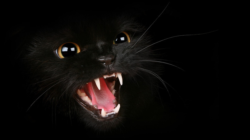 Hungry Black Cat wallpaper