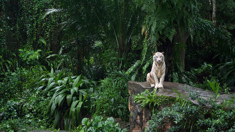 White Tiger in Jungle wallpaper