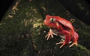 Single Red Frog wallpaper