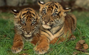 Two Young Tigers wallpaper