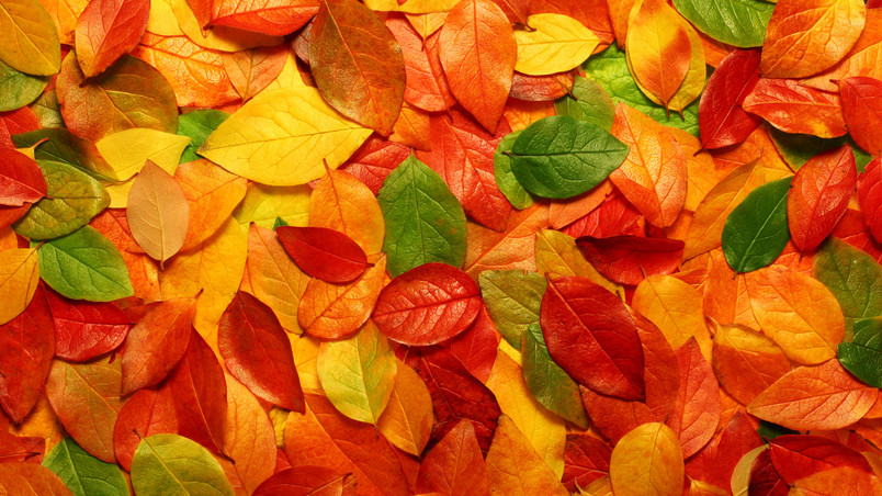 Autumn carpet of leaves wallpaper