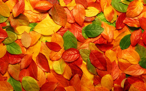 Autumn carpet of leaves wallpaper