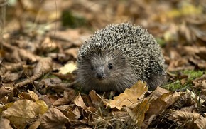 Little Hedgehog wallpaper