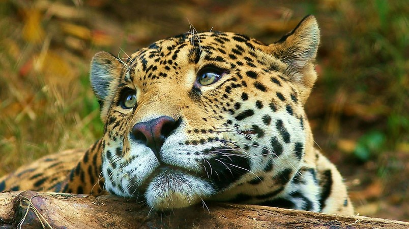 Leopard dreaming wallpaper