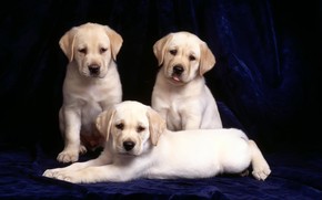 Three Labradors wallpaper