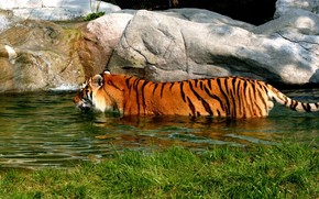 Tiger in Water wallpaper