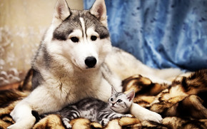 Dog and Cat Friends wallpaper