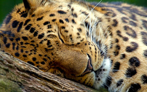 Cute Leopard Sleeping wallpaper