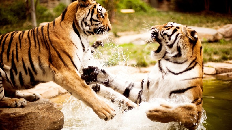 Tigers Fight wallpaper