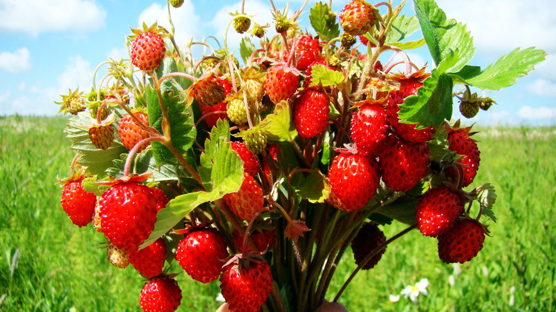 Bouquet of wild strawberries wallpaper