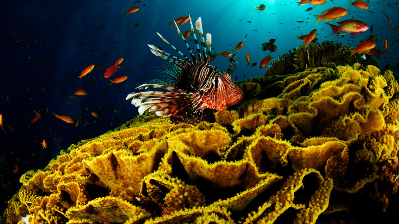 Underwater World Activity wallpaper