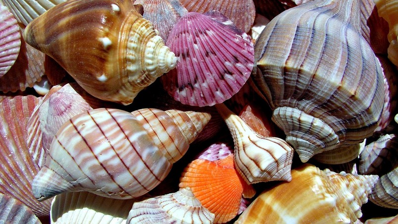 Sea Shells wallpaper
