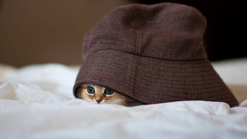 Little Kitty Hiding wallpaper