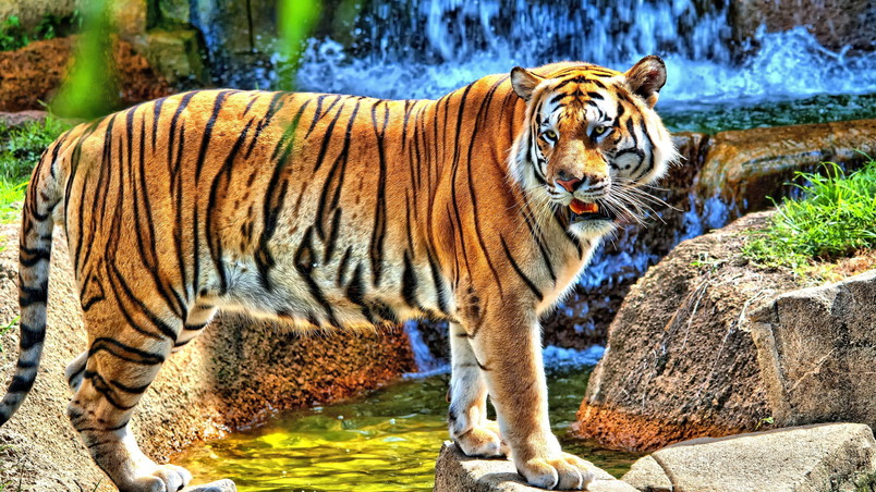 HDR Young Tiger wallpaper