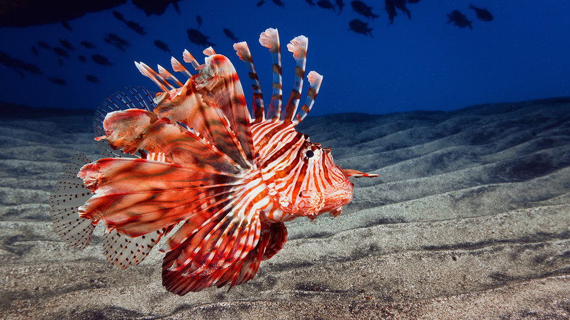 Red Ocean Fish wallpaper