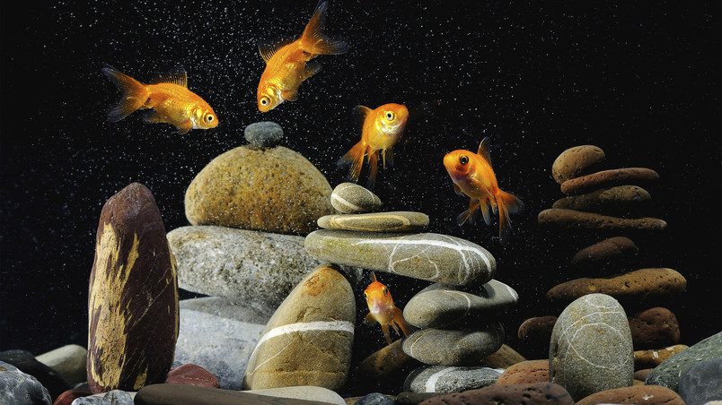 Gold Fishes Life wallpaper