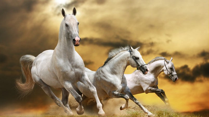 Wilde White Horses wallpaper