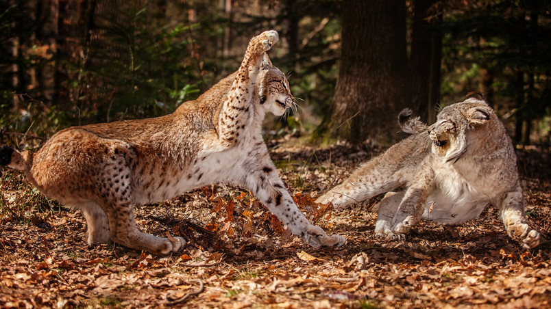 Lynx Fight wallpaper