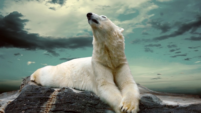 Polar Bear Dreaming wallpaper