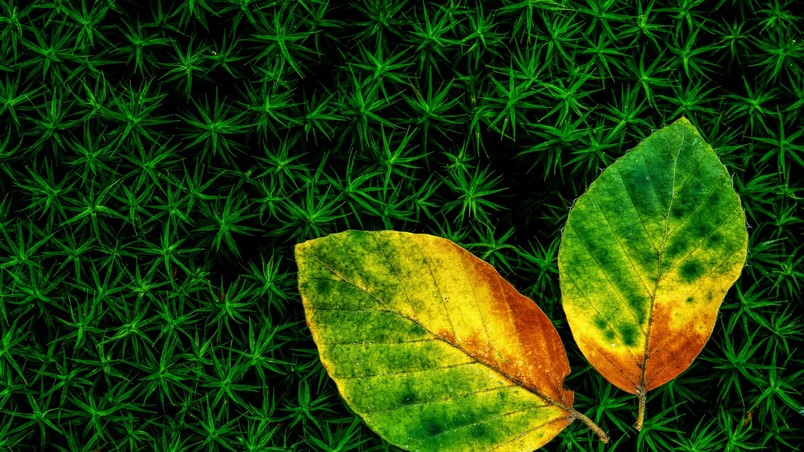 Wonderful Leaves wallpaper