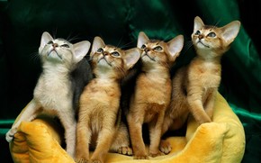4 Cute Kittens wallpaper