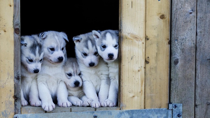 Cute Husky Puppies wallpaper