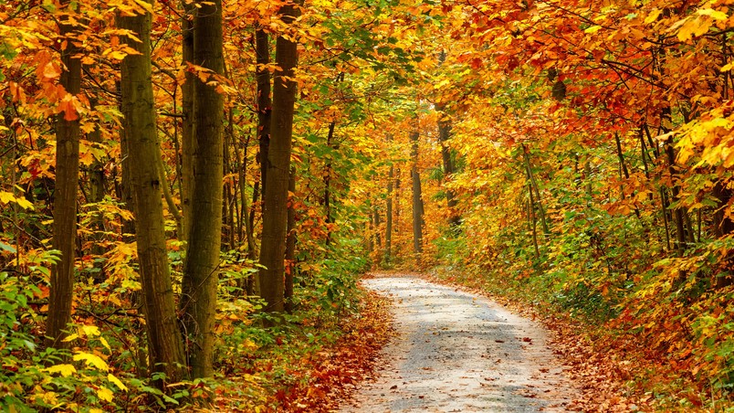 Autumn Forest Landscape Road wallpaper