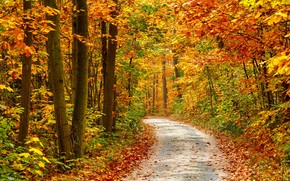 Autumn Forest Landscape Road wallpaper