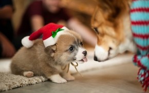 Lovely Puppy Santa  wallpaper