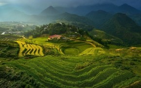 Rice Terraces in Vietnam wallpaper