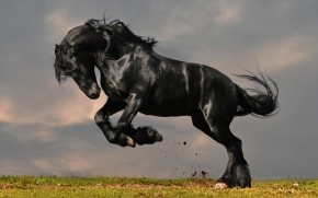 Gorgeous Black Horse wallpaper
