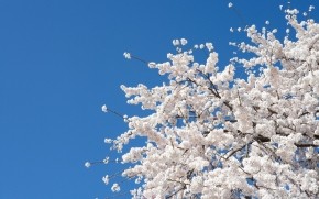 White Cherry Blossom wallpaper