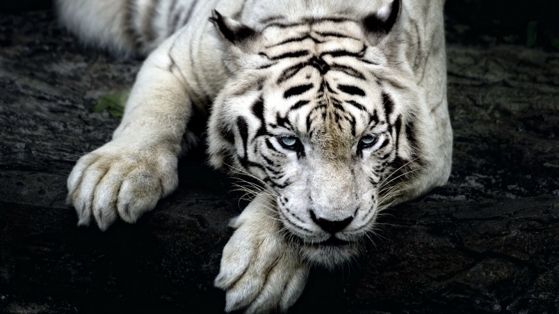 Amazing White Tiger wallpaper