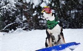 Cool Dog in Snow wallpaper