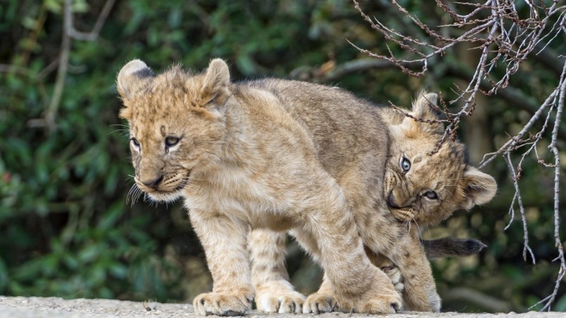 Lion Cubs Playing wallpaper