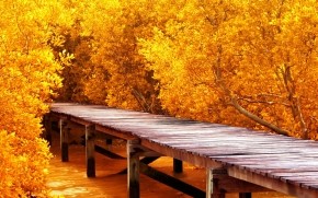 Autumn Yellow Trees wallpaper