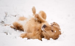 Dog Playing in the Snow wallpaper