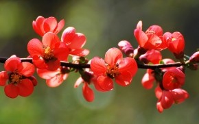 Red Spring Blossoms wallpaper
