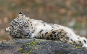 Sleeping Snow Leopard  wallpaper