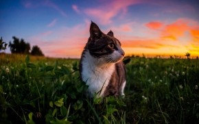 Gorgeous Little Cat and Sunset wallpaper