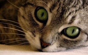 Green Eye Manx Cat wallpaper