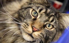 Maine Coon Close Up wallpaper