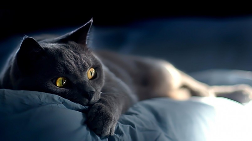 Russian Blue Cat Laying Down on Bed wallpaper