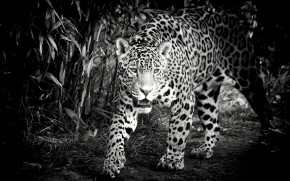 Black and White Jaguar wallpaper